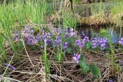 Viola uliginosa