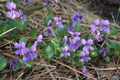 Viola uliginosa