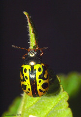 Calligrapha fulvipes