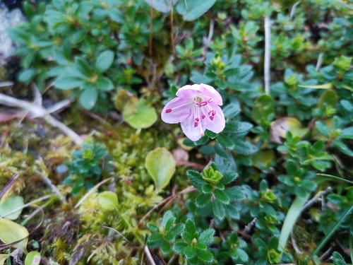 Image of Rhodothamnus chamaecistus by (c) Michal Honskus, some rights reserved (CC BY)
