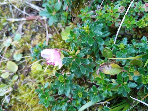 Image of Rhodothamnus chamaecistus by (c) Michal Honskus, some rights reserved (CC BY)
