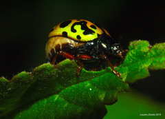Calligrapha fulvipes