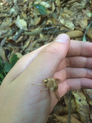 Goniops chrysocoma