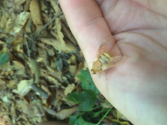 Goniops chrysocoma