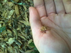 Goniops chrysocoma