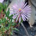 Lampranthus altistylus - Photo (c) Jacques van der Merwe, some rights reserved (CC BY-SA), uploaded by Jacques van der Merwe