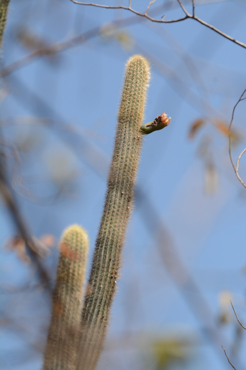 Pilosocereus pachycladus