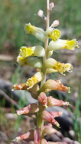 Longbract Viooltjie (Lachenalia longibracteata)