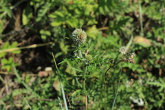 Echinops ritro ruthenicus