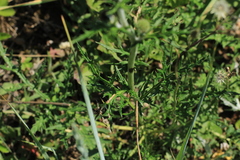 Echinops ritro ruthenicus