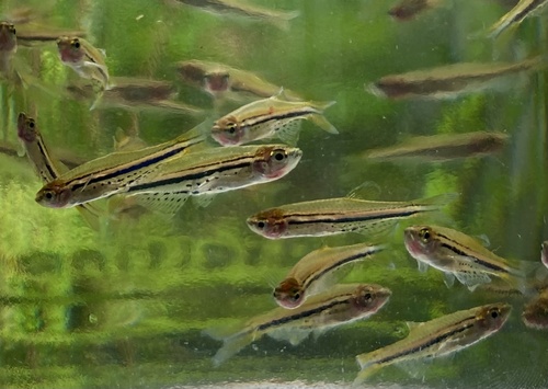 Dwarf danio (Danio nigrofasciatus) — Cyprinidae