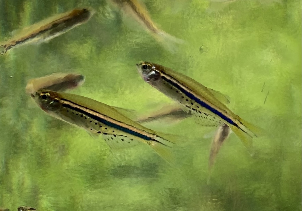 Dwarf Spotted Danio