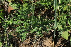 Echinops ritro ruthenicus