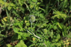 Echinops ritro ruthenicus