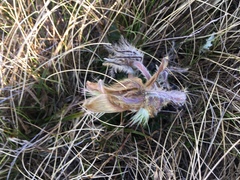 Pulsatilla vernalis