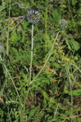 Echinops ritro ruthenicus