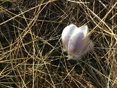 Pulsatilla vernalis