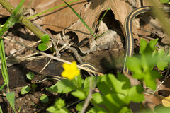 Thamnophis proximus proximus