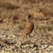 Southern Double-banded Courser - Photo (c) Karen Eichholz, some rights reserved (CC BY), uploaded by Karen Eichholz