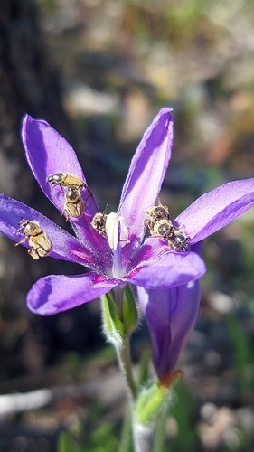 Babiana leipoldtii