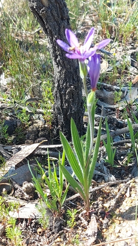 White-male Bobbejaantjie (Babiana leipoldtii)