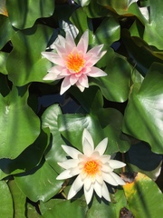 Nymphaea