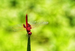 Urothemis signata yiei