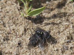 Coenosiinae