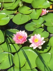 Nymphaea