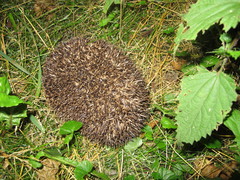 Erinaceus roumanicus