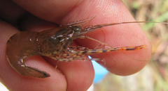 Macrobrachium equidens