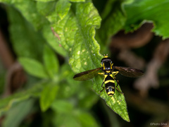 Xanthogramma marginale