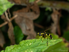 Xanthogramma marginale