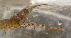 Macrobrachium equidens