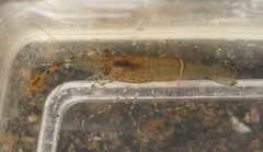 Macrobrachium equidens