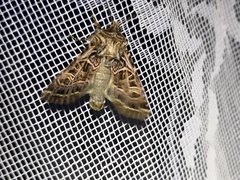 Sideridis reticulata