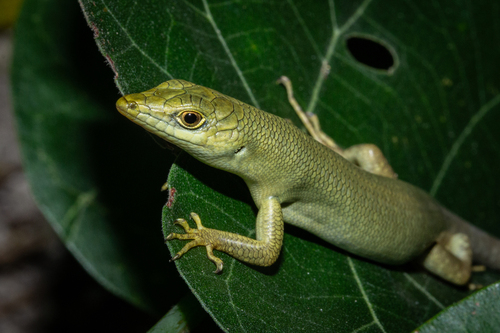 Fiji Green Emo Skink, Emoia concolor