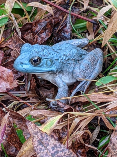 American Bullfrog photographed in New Jersey