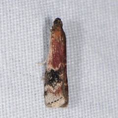 Euzophera semifuneralis