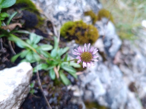 Image of Erigeron glabratus by (c) Michal Honskus, some rights reserved (CC BY)