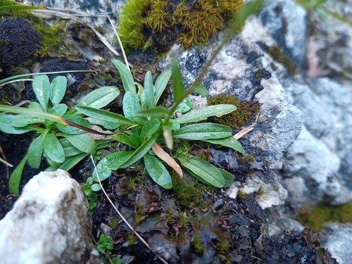 Image of Erigeron glabratus by (c) Michal Honskus, some rights reserved (CC BY)