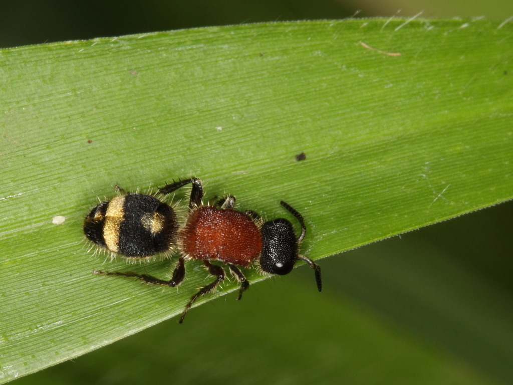 Bischoffitilla