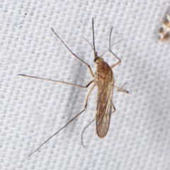 Ochlerotatus