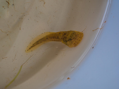 Heleophryne purcelli