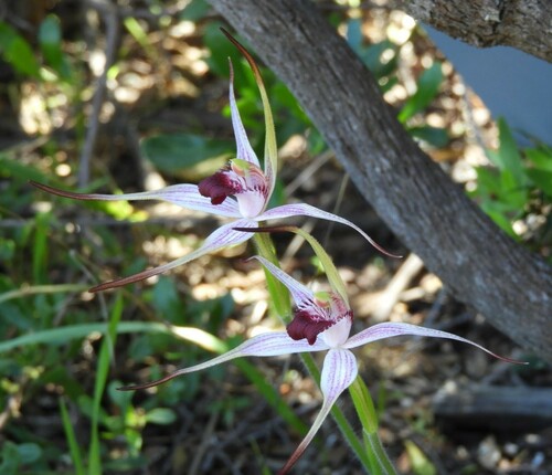 Image of Caladenia nivalis by (c) John Van Den Nouwelant, some rights reserved (CC BY)