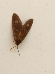 Dysauxes famula
