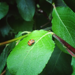 Harmonia axyridis