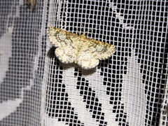Heliomata glarearia
