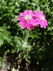 Silene flos-jovis