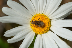 Stictopleurus punctiventris